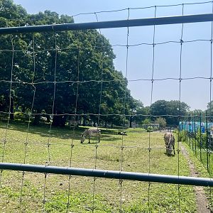 African Plains Exhibit