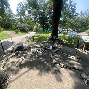 African Elephant Display
