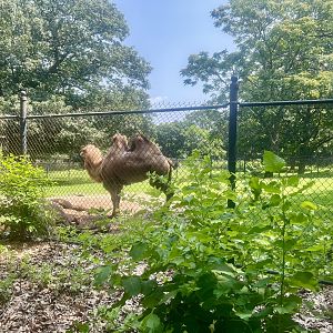 Bactrian Camel