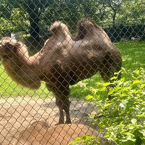 Bactrian Camel