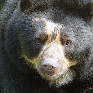 Andean Bear