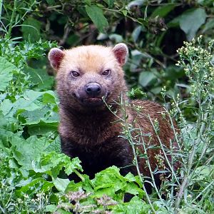 Bush Dog