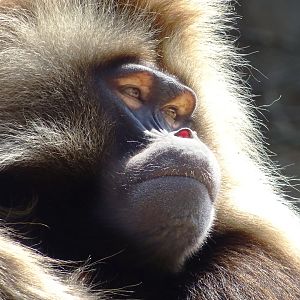 Gelada