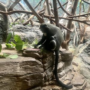De Brazza’s Monkey