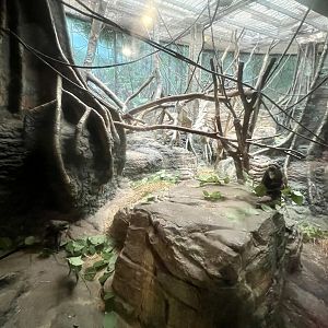 De Brazza’s Monkey Exhibit