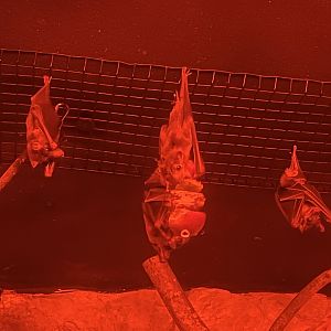 Ruwenzori Fruit Bats