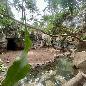 Pygmy Hippopotamus Exhibit