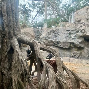 Lowland Gorilla Exhibit
