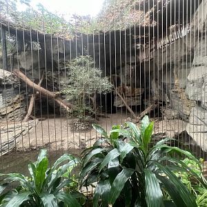Ocelot Exhibit
