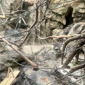 Ring-tailed Lemur Exhibit
