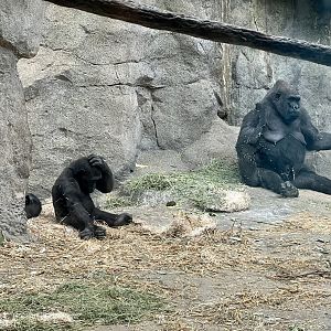 Lowland Gorillas