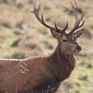 European Red Deer