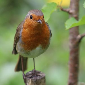 European Robin ssp. melophilus