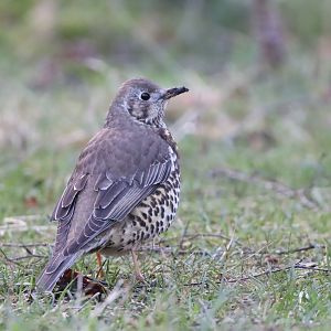 European Mistle Thrush
