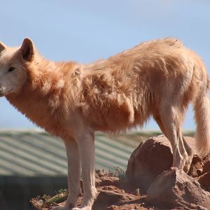 'Arctic' Wolf