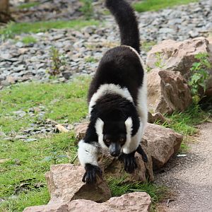 White-belted Black & White ruffed Lemur