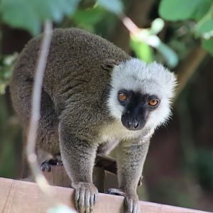 White-fronted Lemur