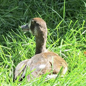 Whistling Duck ID?