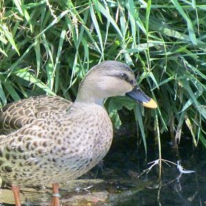 Spot-billed Duck ID?