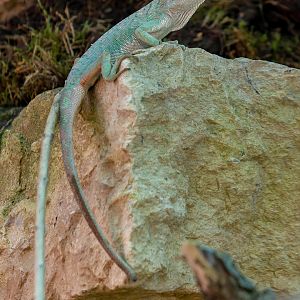 Many-colored bush anole (Polychrus marmoratus)