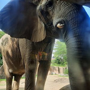 Shenga at the Viewing window