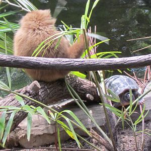 Lar Gibbon and Painted River Terrapin