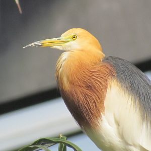 Javan Pond Heron
