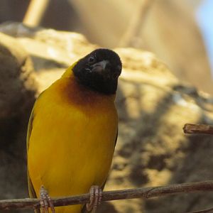Salvadori’s Weaver