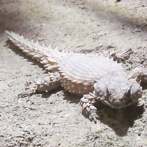 Armadillo Girdled Lizard