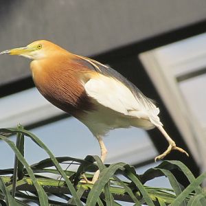 Javan Pond Heron