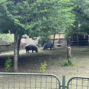 Pygmy hippos 17.7.23