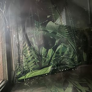 Former taiwan beauty snake terrarium (empty) 17.7.23