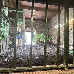 Upper Indian rhino indoors 17.7.23