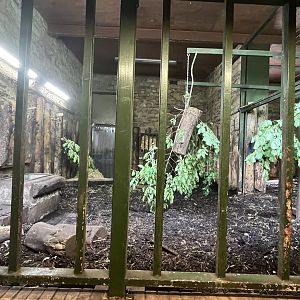 Upper Indian rhino indoors 17.7.23