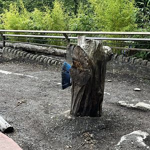 Indian rhino enrichment 17.7.23