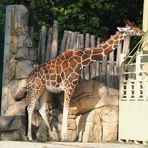 Hybrid giraffe (Mostly Giraffa reticulata), 2022-09-04