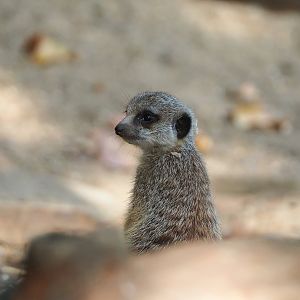 Meerkat (Suricata suricatta), 2022-09-04