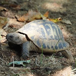 Hermann’s tortoise (Testudo hermanni), 2022-09-04