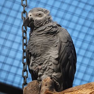 Congo African grey parrot (Psittacus erithacus), 2022-09-04
