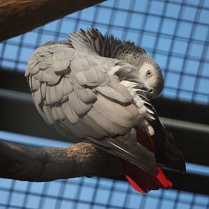 Congo African grey parrot (Psittacus erithacus), 2022-09-04