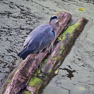 Wild Grey heron (Ardea cinerea), 2022-09-04