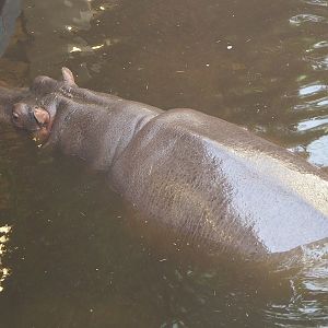 Hippopotamus (Hippopotamus amphibius) Imani, 2022-09-04