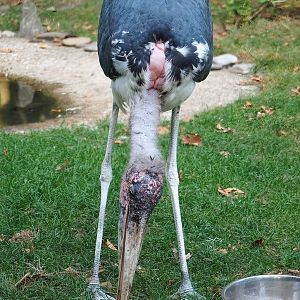 Marabou (Leptoptilos crumenifer), 2022-09-04