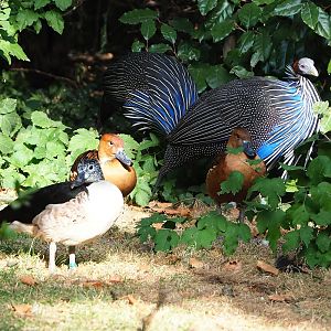 Vulturine guineafowl, African comb duck and Fulvous whistling duck, 2022-09-04