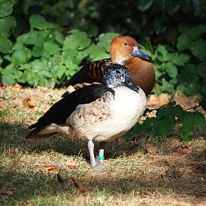 African comb duck (Sarkidiornis melanotos) and Fulvous whistling duck (Dendrocygna bicolor), 2022-09-04