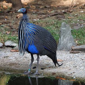 Vulturine guineafowl (Acryllium vulturinum), 2022-09-04