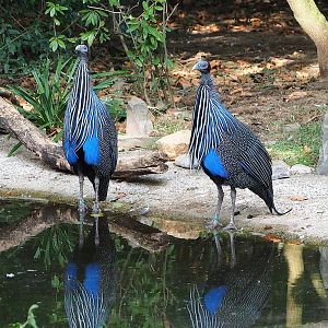 Vulturine guineafowl (Acryllium vulturinum), 2022-09-04