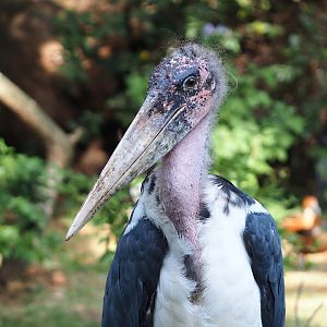 Marabou (Leptoptilos crumenifer), 2022-09-04