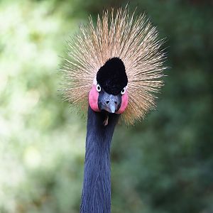 Western black crowned crane (Balearica pavonina pavonina), 2022-09-04