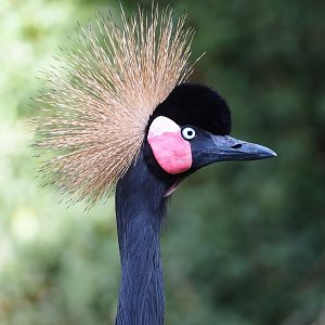 Western black crowned crane (Balearica pavonina pavonina), 2022-09-04